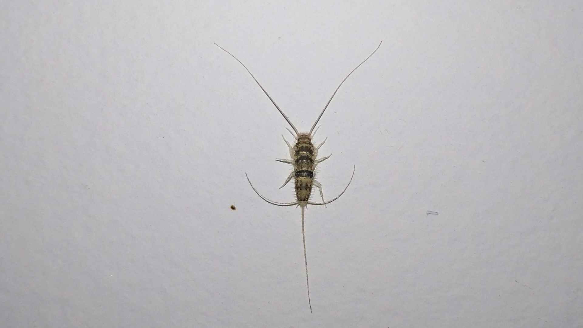 What are Silverfish? Alta Pest Control